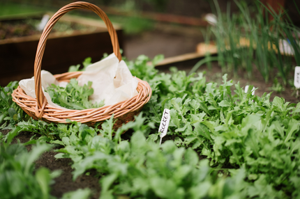 De makkelijkste moestuinplanten voor groentjes