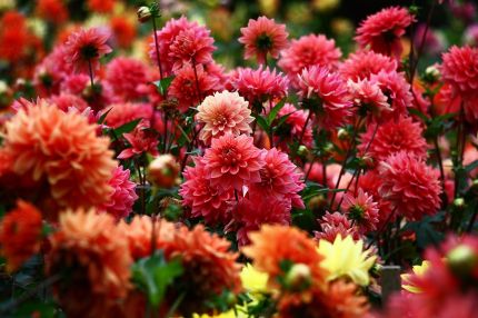 Zomerbollen planten