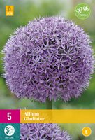 Allium gladiator 5st