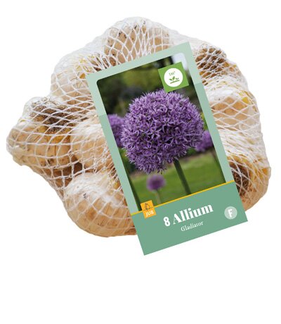 Allium gladiator 8st