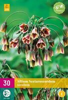 Allium (nect.) siculum 30st