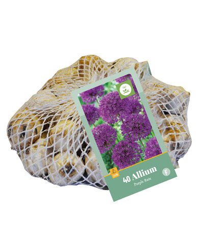 Allium purple rain 40st