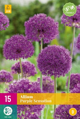 Allium purple sensation 15st