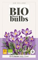 Bio crocus tomm. ruby giant 15st