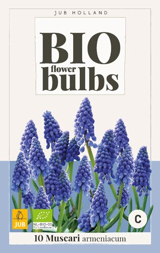 Bio muscari armeniacum 10st