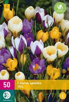 Crocus species mix 50st