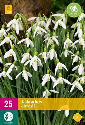 Galanthus elwesii 25st