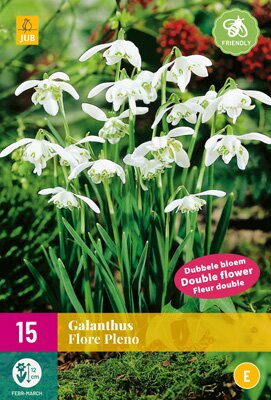 Galanthus flore pleno 15st