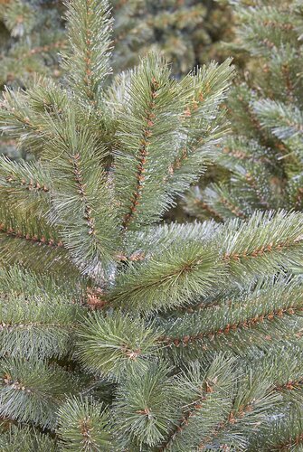 Kerstboom Forest Frosted Green ↕ 230 cm ↔ 130 cm - afbeelding 2