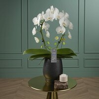 Mirror Miracle Aurora