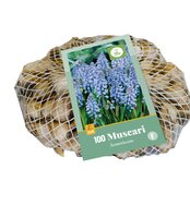 Muscari armeniacum 100st