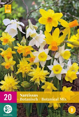 Narcissus botanisch mix 20st