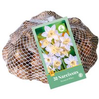 Narcissus botanisch wit