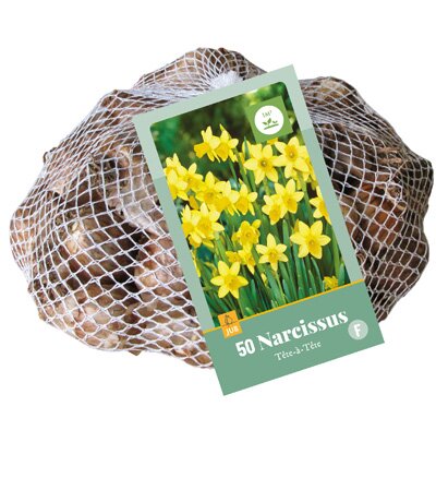 Narcissus tete-a-tete 50st