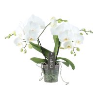 Orchidee Tablo Champagne wit