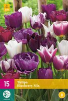 Tulipa blueberry mix 15st