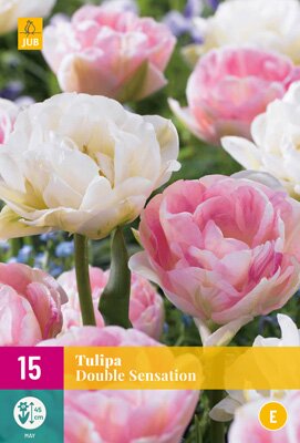 Tulipa double sensation 15st