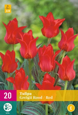 Tulipa greigii rood 20st