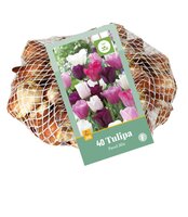 Tulipa pastel mix 40 st