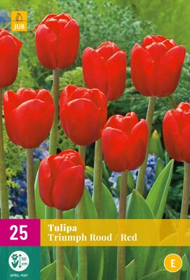 Tulipa triumph rood 25st