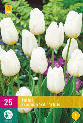 Tulipa triumph wit 25st