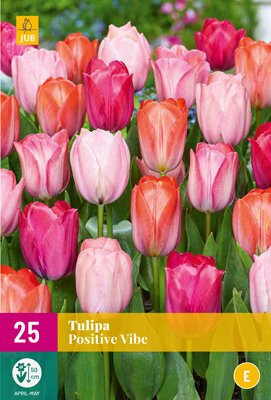 Tulips postive vibe 25st